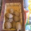 baby tortoises